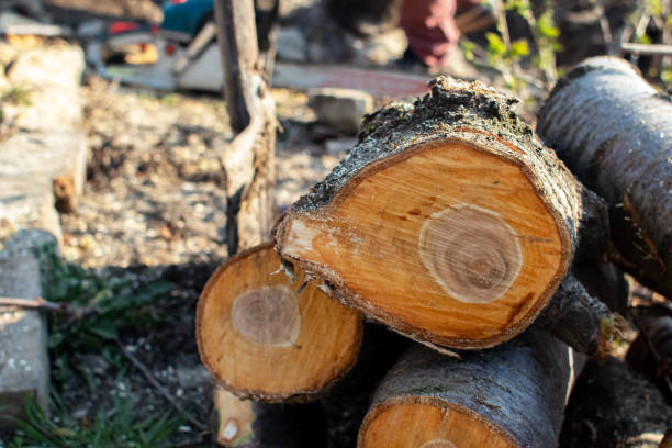 Best Lot and Land Clearing  in USA